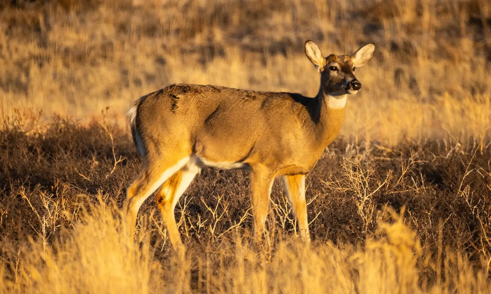 A deer in the prairie grass of the Rocky Mountain Arsenal National Wildlife Refuge in Commerce City, Colorado